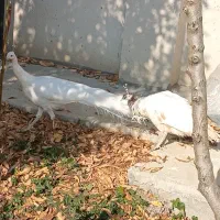 جفت طاووس مولد