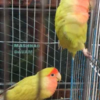 طوطی کوتوله برزیلی|پرنده|مشهد, شهرک لشکر (شهرک غرب)|دیوار