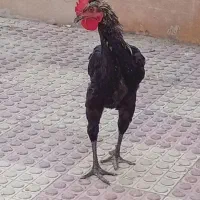 خروس محلی مشکی