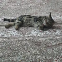 گربه|گربه|نجفآباد, ویلاشهر|دیوار