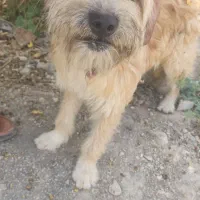 گم شده‌ سگ زینتی