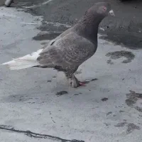 قهوه دم سفید شمک تخت دوازده دم|پرنده|جنت, |دیوار