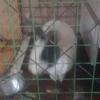 خرگوش خانگی|موش و خرگوش|رباط‌کریم, الارد|دیوار