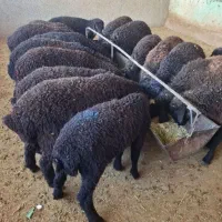 بره ماده ریز جفتی ۵۰ کیلو