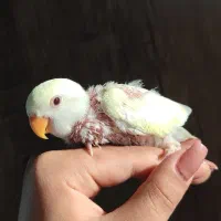 کوتوله برزیلی