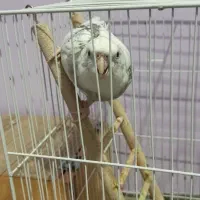 عروس هلندی|پرنده|شیروان (خراسان), |دیوار