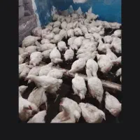 مرغ گوشتی|حیوانات مزرعه|مشگین شهر, |دیوار