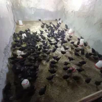 جوجه استرالوپ ۶۰ روزه واکسن خورده|حیوانات مزرعه|شاهین‌شهر, خانه کارگر|دیوار