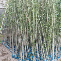 فروش نهال صنوبر نیگرا ترکیه سفید نهال پولساز کم آب|خدمات باغبانی و درختکاری|اصفهان, بهاران|دیوار