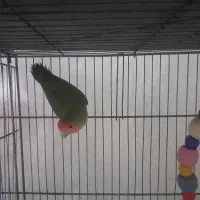 طوطی برزیلی|پرنده|نظرآباد, مصطفی آباد|دیوار