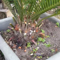 سیکاس|گل و گیاه طبیعی|رشت, حومه رشت|دیوار