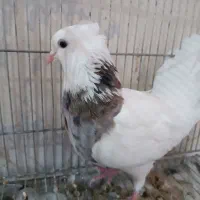 طوق هفت رنگ|پرنده|مسجد سلیمان, |دیوار