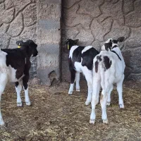 ۳ راس گوساله نر صنعتی ۵۰ روزه|حیوانات مزرعه|اصفهان, بهارستان|دیوار