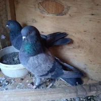 کفتر پرشی|پرنده|قم, یزدان‌شهر|دیوار