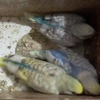 مرغ عشق|پرنده|بیرجند, |دیوار