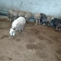 بره پرواری میش پرواری