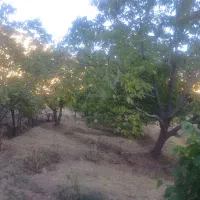 فروش باغ یک هکتار نیم|فروش زمین و ملک کلنگی|موچش, |دیوار