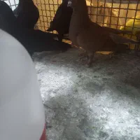 کبوتر|پرنده|خسروشاه, |دیوار