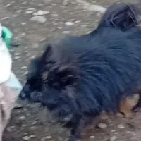 سگ پا کوتا پامر نر بالغ|سگ|بابل, |دیوار