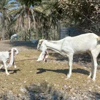 بز گلابی و پاکستانی دورگ|حیوانات مزرعه|رودخانه, |دیوار