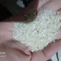 فروش برنج پارسال|خوردنی و آشامیدنی|خان ببین, |دیوار