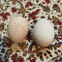 تخم بوقلمون نطفه دار|حیوانات مزرعه|قزوین, |دیوار