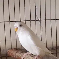 یک عدد مرغ عشق ماده