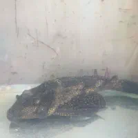 ماهی کت اسپرت۳۲سانتی یا لجن خوار و۲عددبچه گوپی