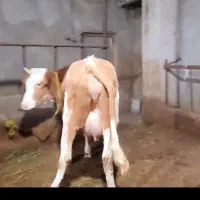 گاو سیمینتال