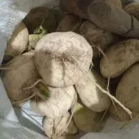 شلغم کوچک وبزرگ|خوردنی و آشامیدنی|سربیشه, |دیوار