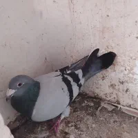 باسلام به عشقبازان یک عددجانسن نر