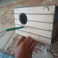 وسایل طوطی( عروس هلندی، مرغ عشق، طوطی)