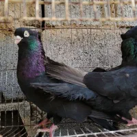 کبوتر زاغ و سیاه آبادانی و صرب و طوق|پرنده|شهرضا, |دیوار