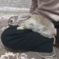 خرگوش رام و بازیگوش|موش و خرگوش|جوانرود, |دیوار