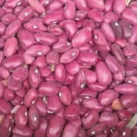 لوبیا
