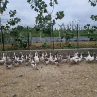 غاز|حیوانات مزرعه|رشت, لاکان|دیوار