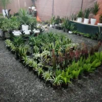 اجرای باغچه کاری و فضای سبز|خدمات باغبانی و درختکاری|بیرجند, |دیوار