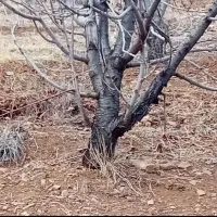 خریدار انواع درخت