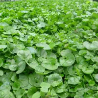 چمن طبیعی دایکوندرا