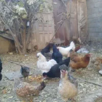 مرغ وجوجه|حیوانات مزرعه|فلاورجان, |دیوار