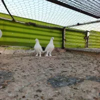 کبوتر نروماده سفیدهل پاپر|پرنده|شیراز, تندگویان|دیوار