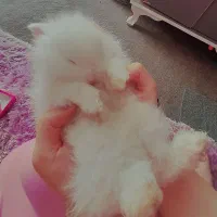 خرگوش