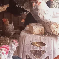 تخم نطفه دار|حیوانات مزرعه|محمدشهر, شهرک پیام (مهرالبرز)|دیوار