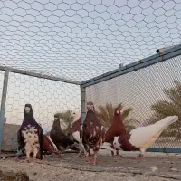 رنگی|پرنده|آبپخش, |دیوار