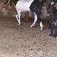 بز دوبهر پاکستانی|حیوانات مزرعه|جهرم, |دیوار