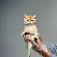 گربه بریتیش و گربه اسکاتیش