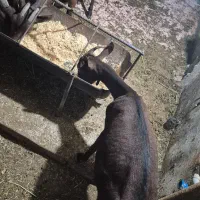 بز مورسیااسپانیایی|حیوانات مزرعه|جم, |دیوار