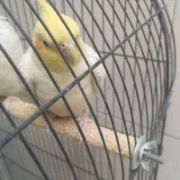 عروس هلندی نر سنگو|پرنده|دماوند, گیلاوند|دیوار