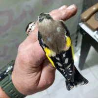 ۳ عدد جوجه نیم رنگ قفس|پرنده|کرج, حصارک بالا|دیوار