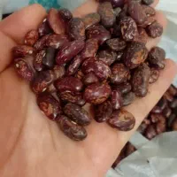 لوبیا چیتی درشت